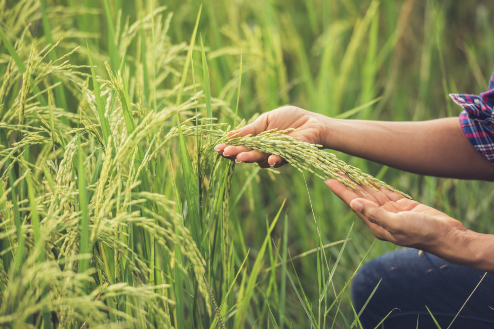 Crop Insurance Details